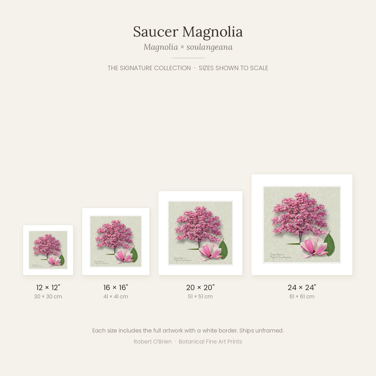 Saucer Magnolia Signature print sizes shown to scale