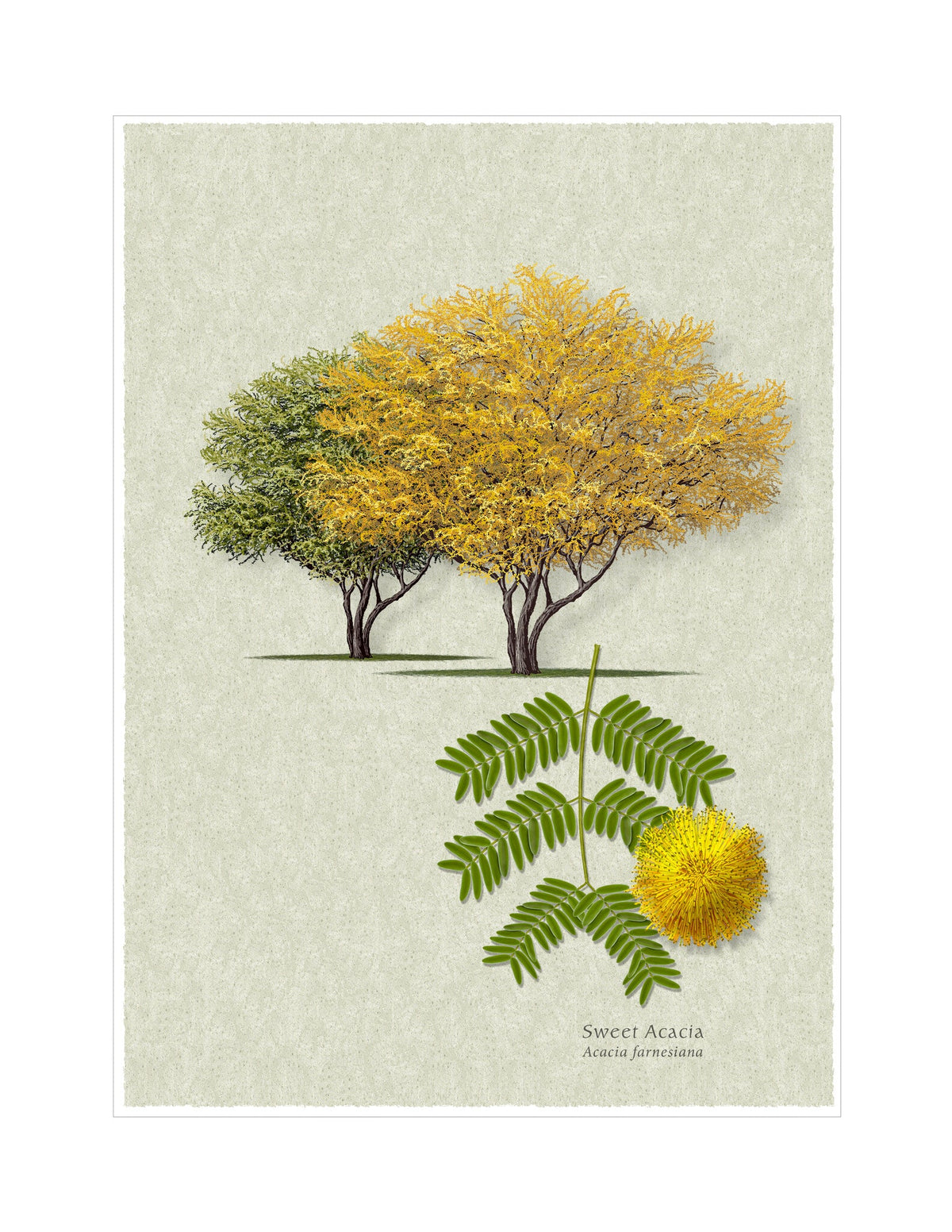 Sweet Acacia botanical illustration by Robert O'Brien