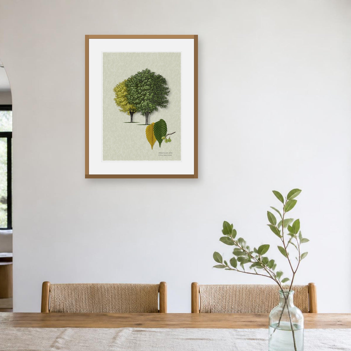 American Elm botanical print by Robert O'Brien shown framed on a wall (frame not included)