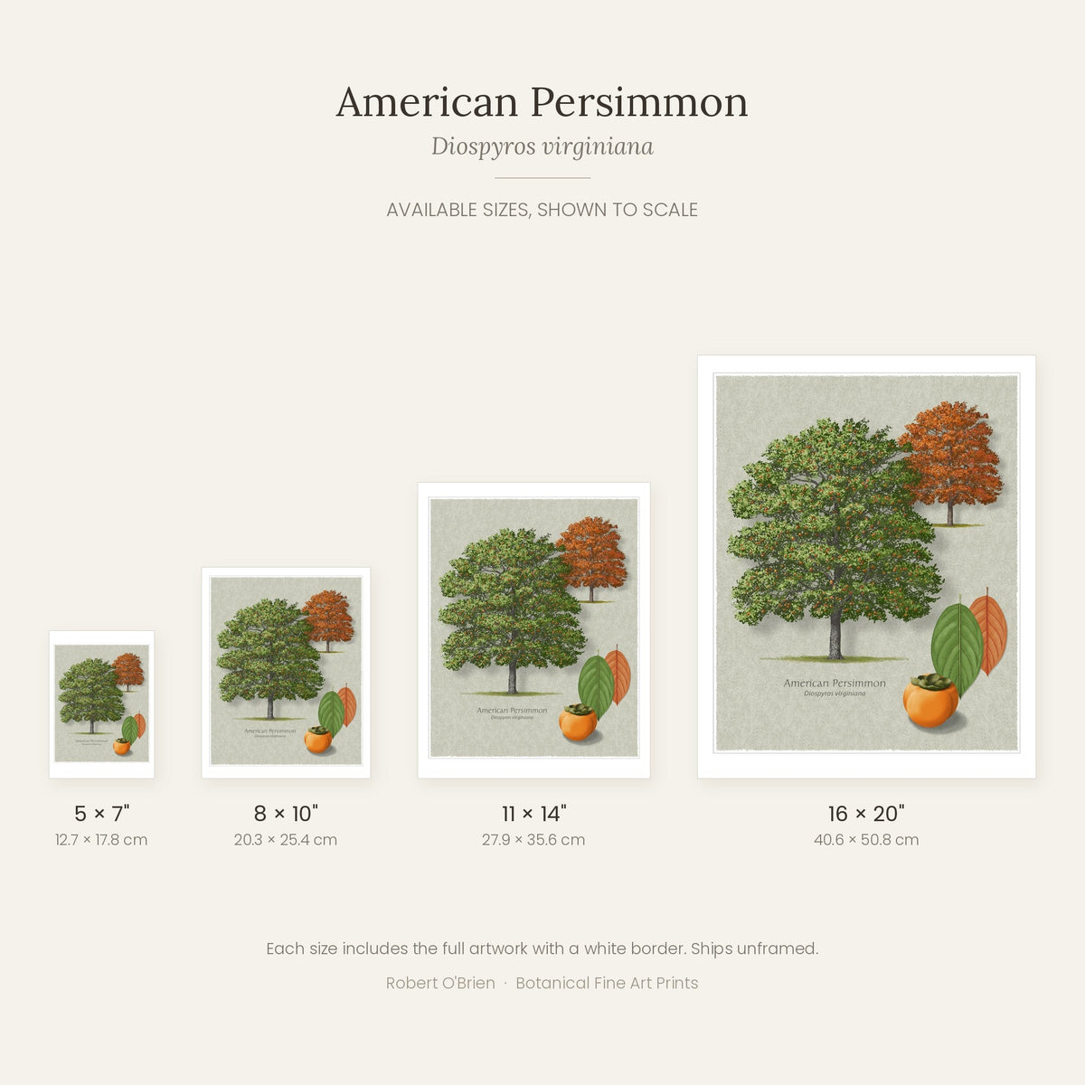American Persimmon print in 5x7, 8x10, 11x14 and 16x20 inch sizes, shown to scale