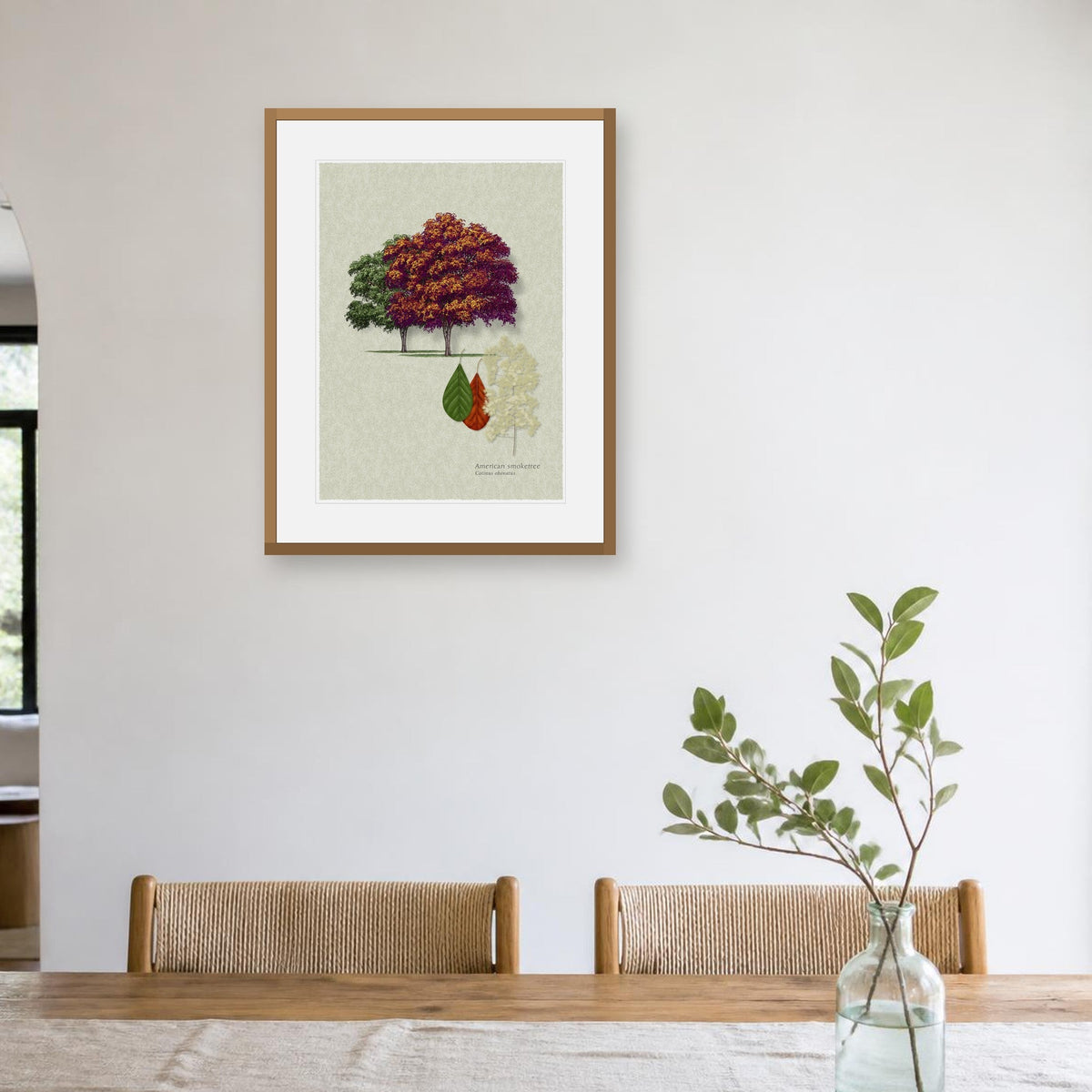 American Smoketree botanical print by Robert O'Brien shown framed on a wall (frame not included)