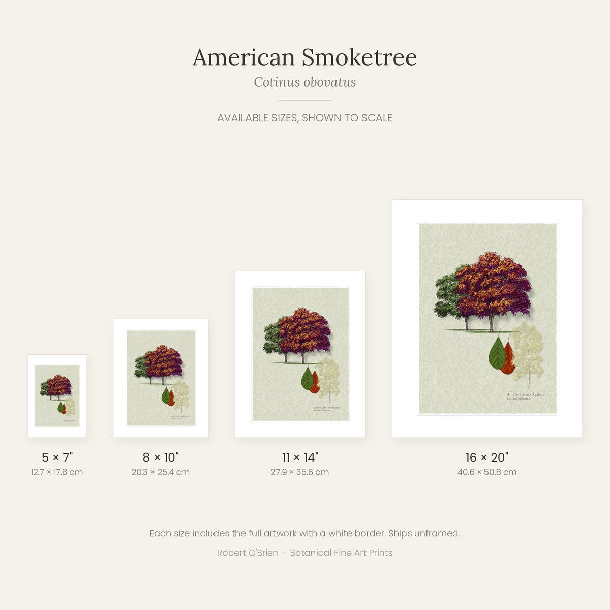 American Smoketree print in 5x7, 8x10, 11x14 and 16x20 inch sizes, shown to scale