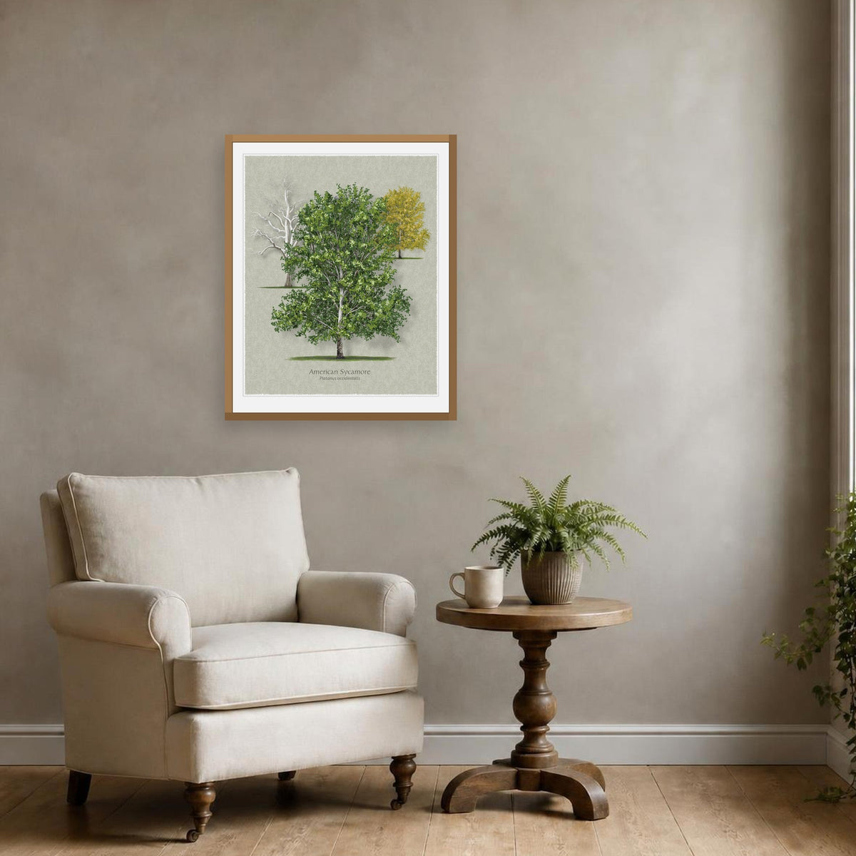 American Sycamore botanical print by Robert O'Brien shown framed on a wall (frame not included)