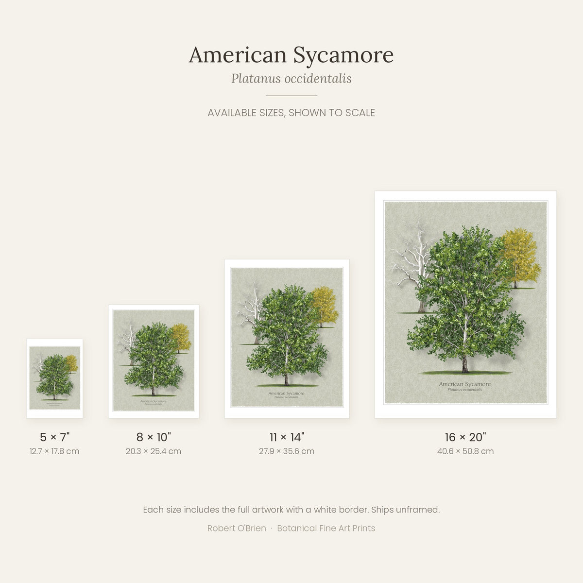 American Sycamore print in 5x7, 8x10, 11x14 and 16x20 inch sizes, shown to scale