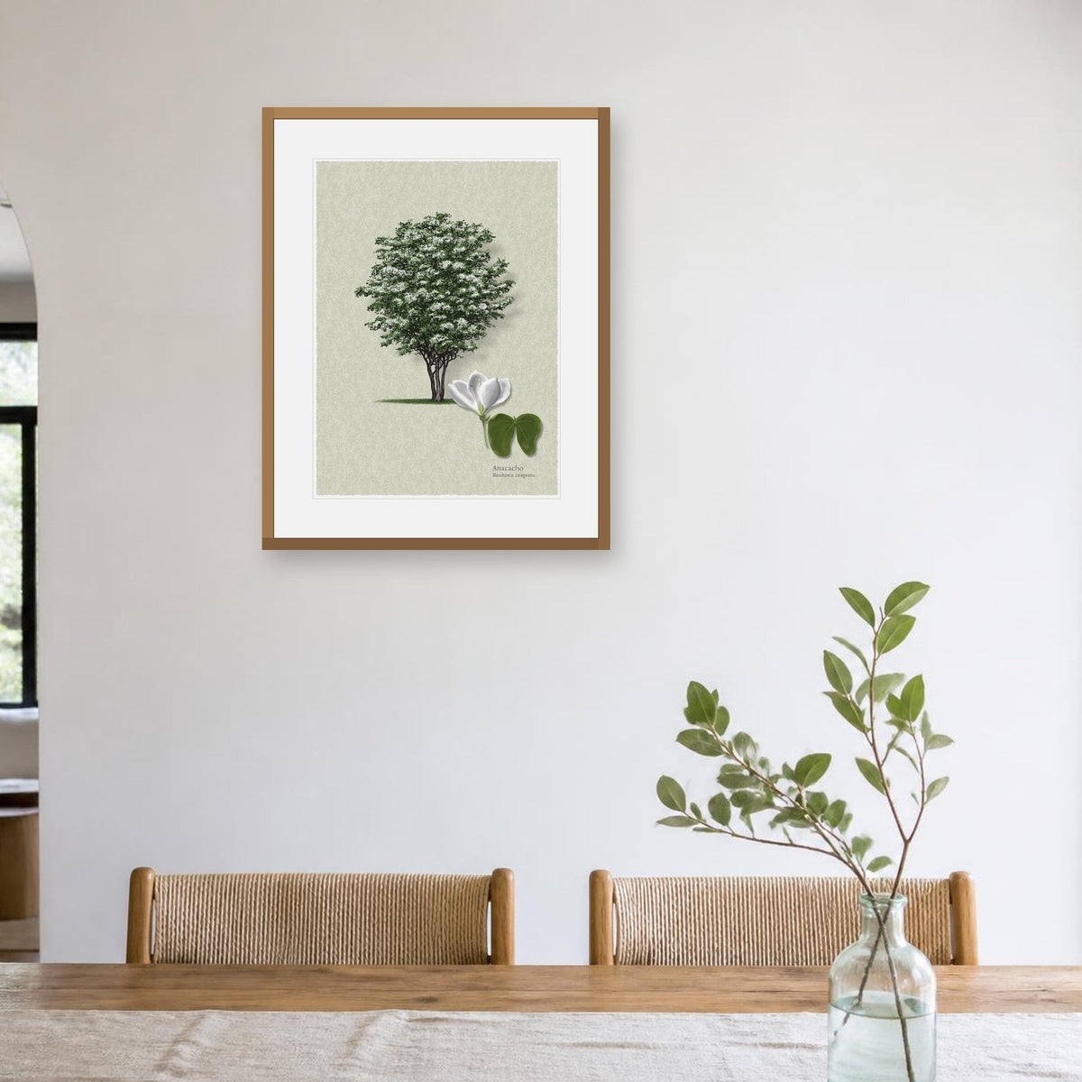 Anacacho Orchid Tree botanical print by Robert O'Brien shown framed on a wall (frame not included)
