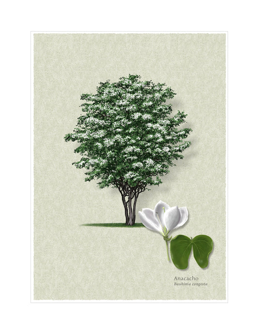 Anacacho Orchid Tree botanical illustration by Robert O'Brien
