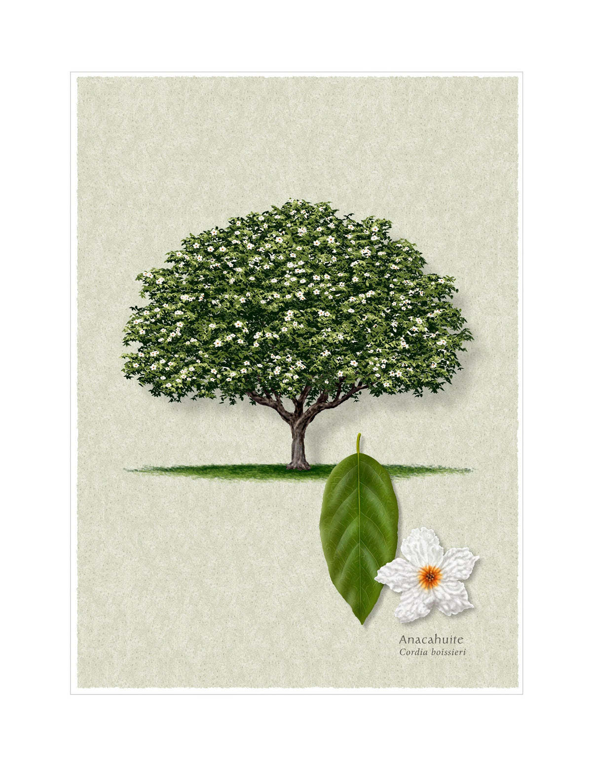 Anacahuite botanical illustration by Robert O'Brien