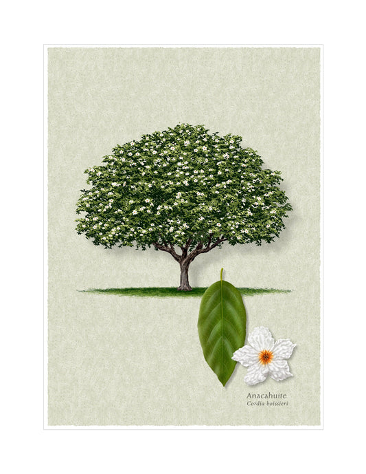 Anacahuite botanical illustration by Robert O'Brien