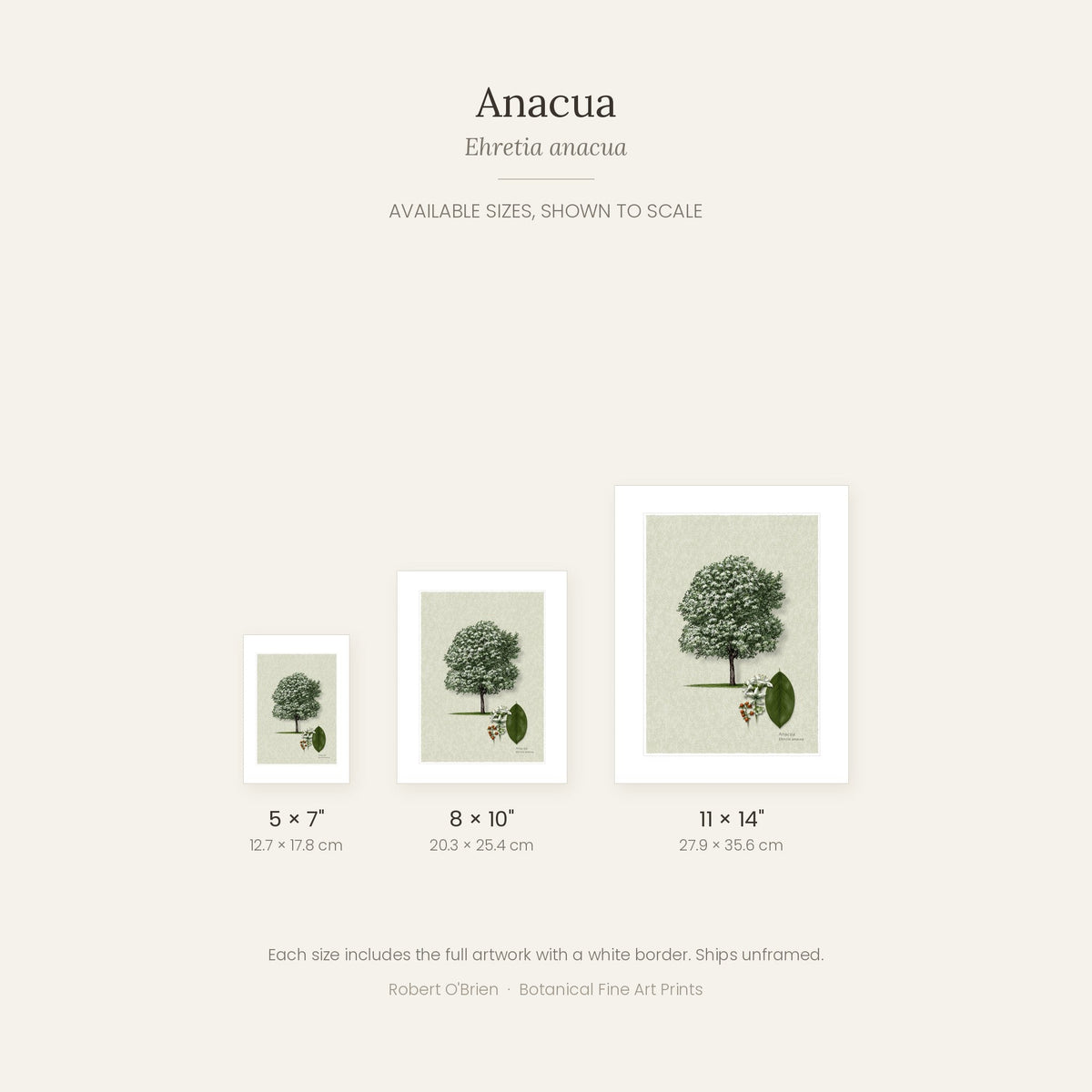 Anacua print in 5x7, 8x10 and 11x14 inch sizes, shown to scale