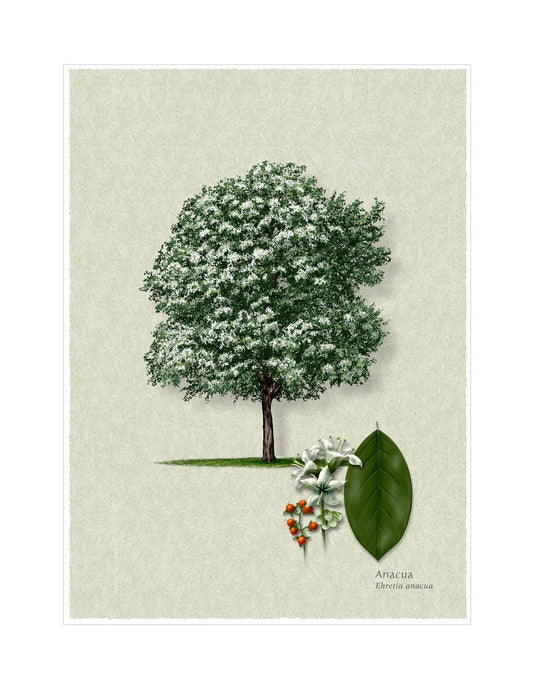 Anacua botanical illustration by Robert O'Brien