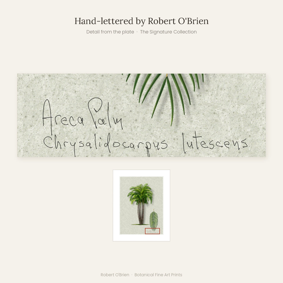 Close-up of Robert O'Brien's hand-lettering on the Areca Palm plate