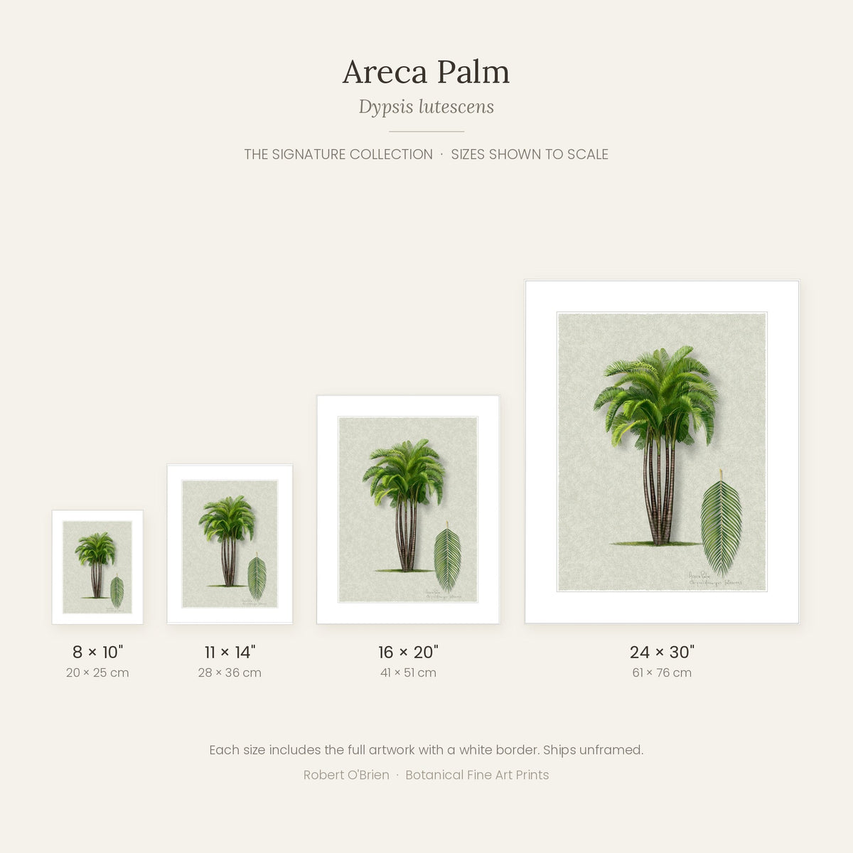 Areca Palm Signature print sizes shown to scale