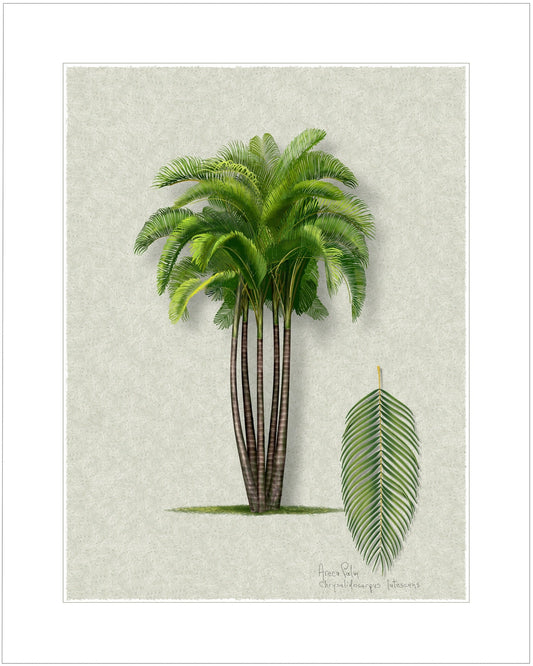 Areca Palm Signature botanical print by Robert O'Brien