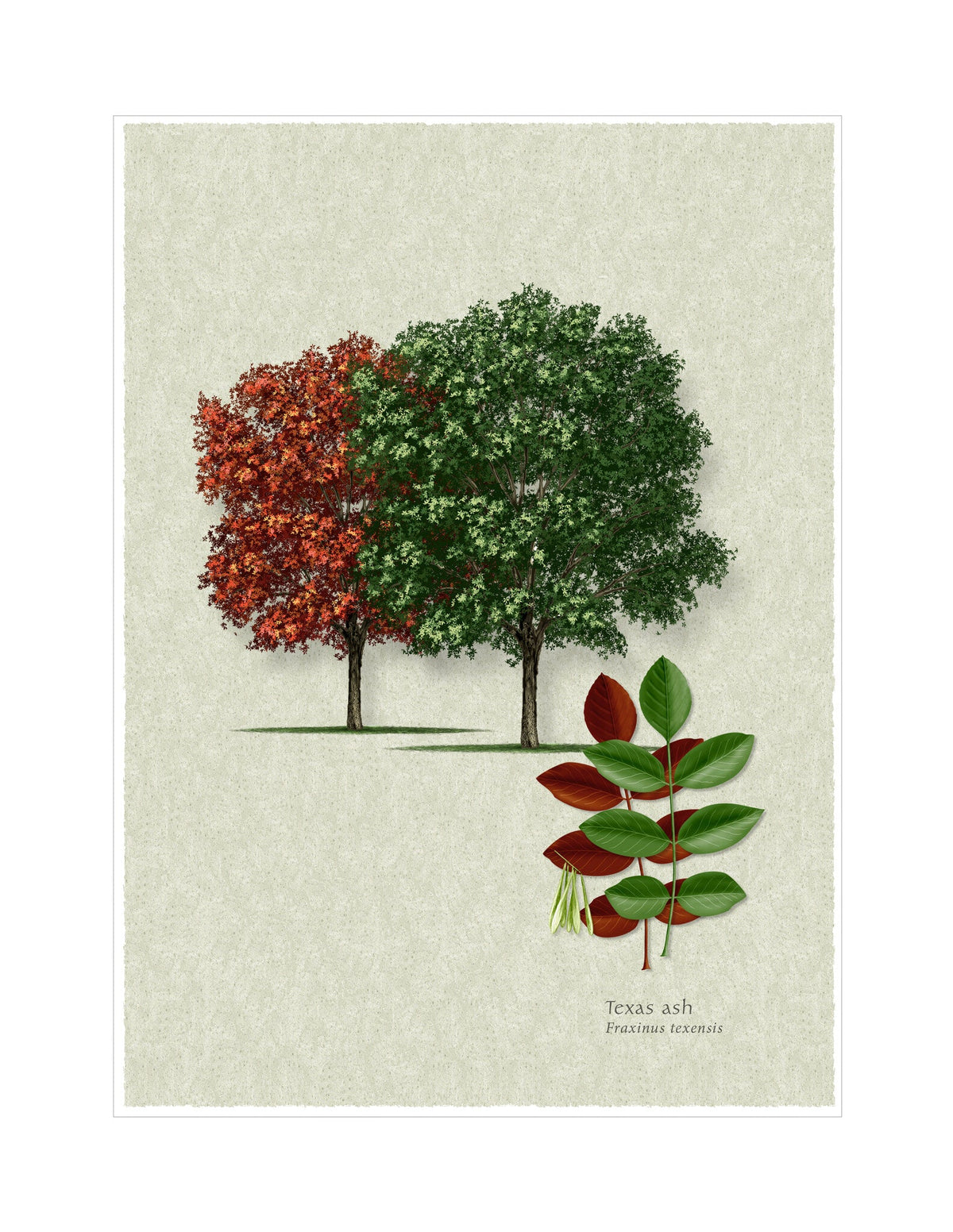 Texas Ash botanical illustration by Robert O'Brien