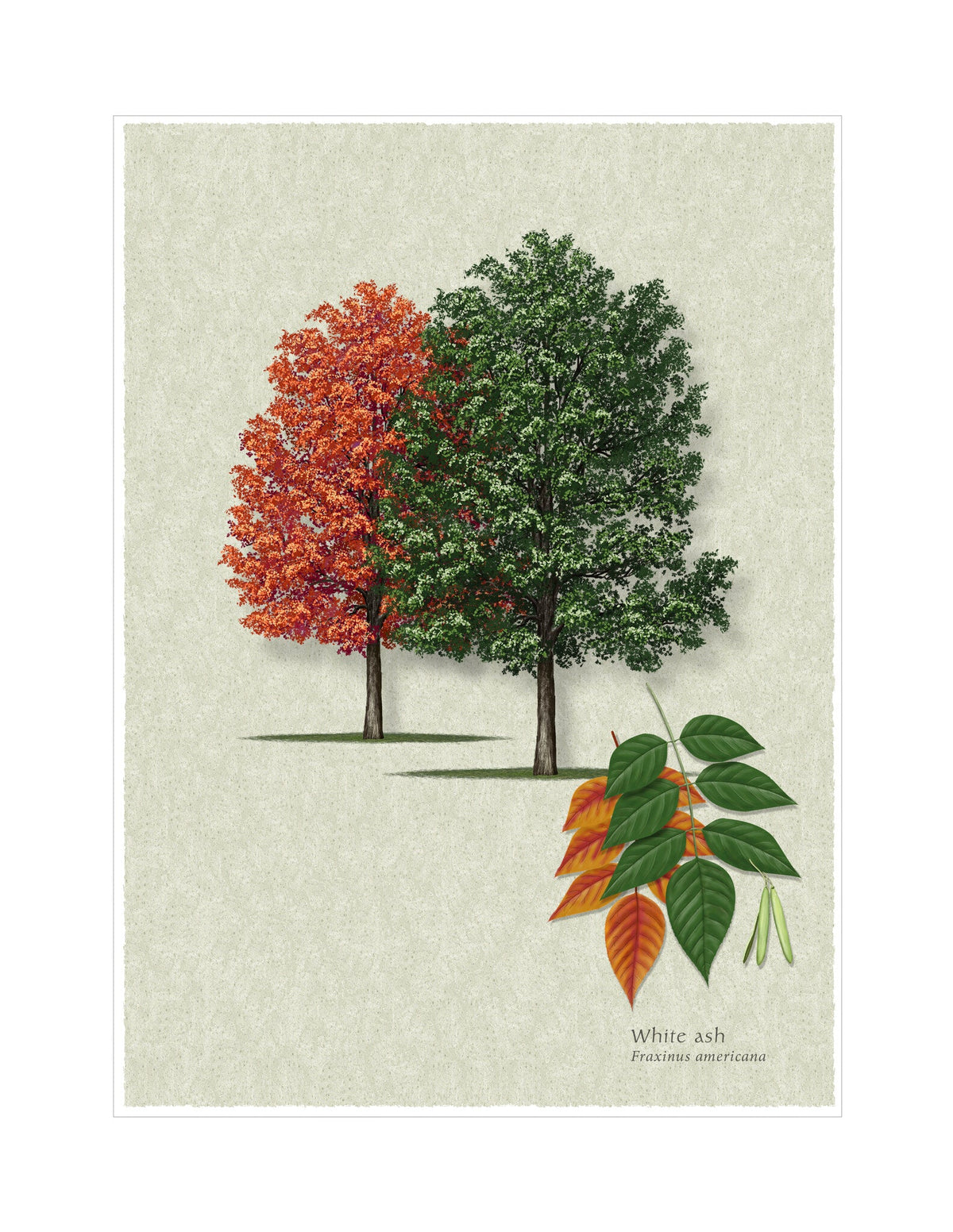 White Ash botanical illustration by Robert O'Brien