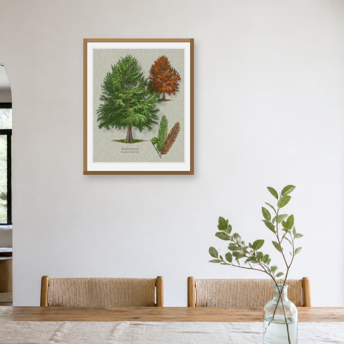 Baldcypress botanical print by Robert O'Brien shown framed on a wall (frame not included)