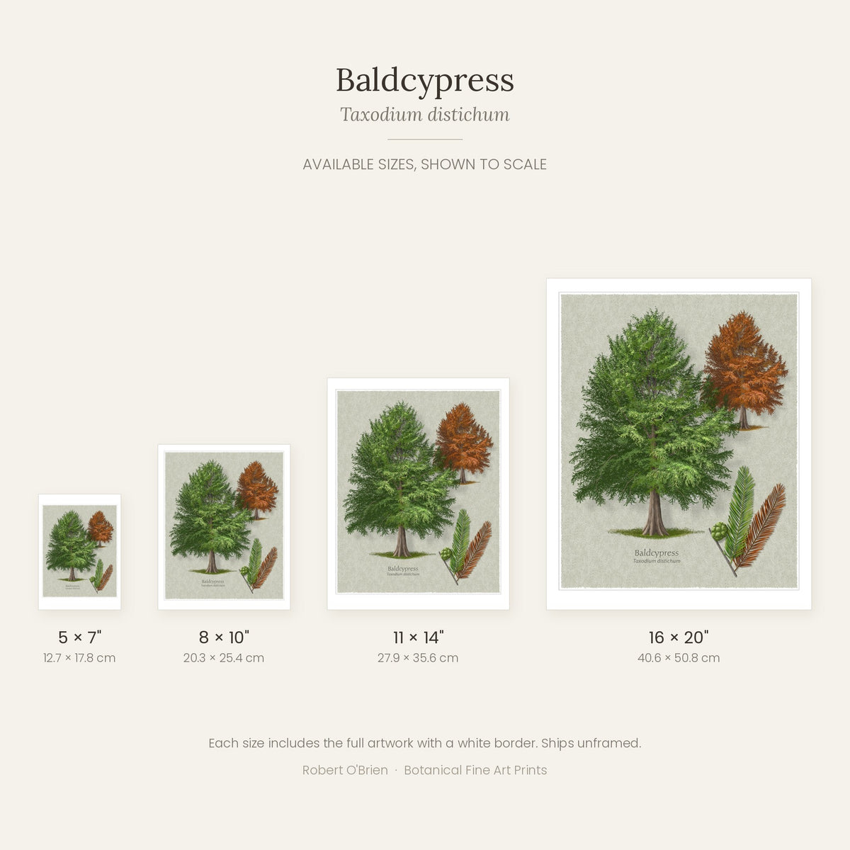 Baldcypress print in 5x7, 8x10, 11x14 and 16x20 inch sizes, shown to scale
