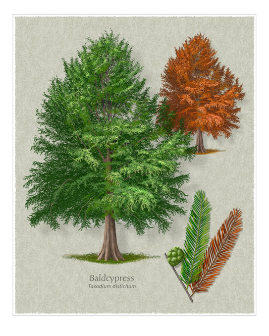 Baldcypress botanical illustration by Robert O'Brien