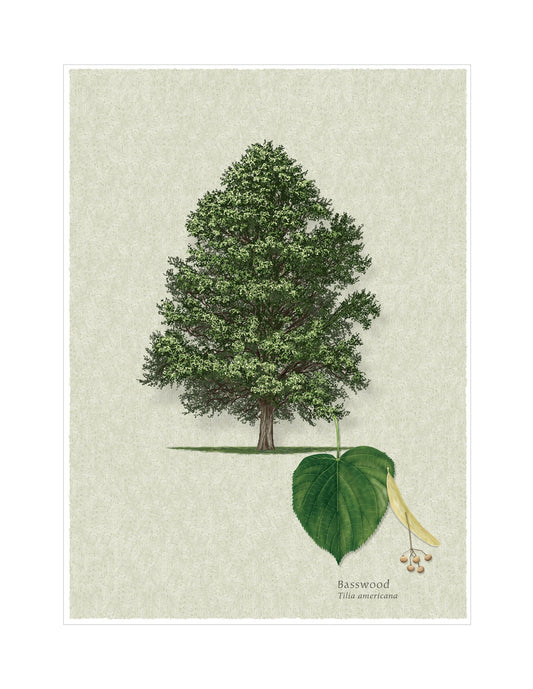 Basswood botanical illustration by Robert O'Brien