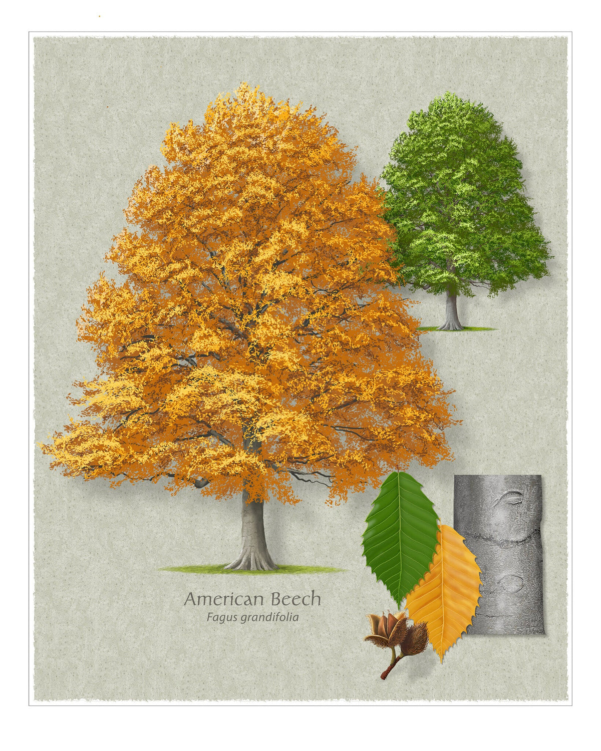 American Beech botanical illustration by Robert O'Brien