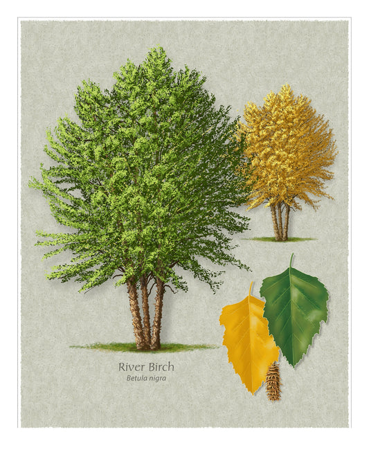 River Birch botanical illustration by Robert O'Brien