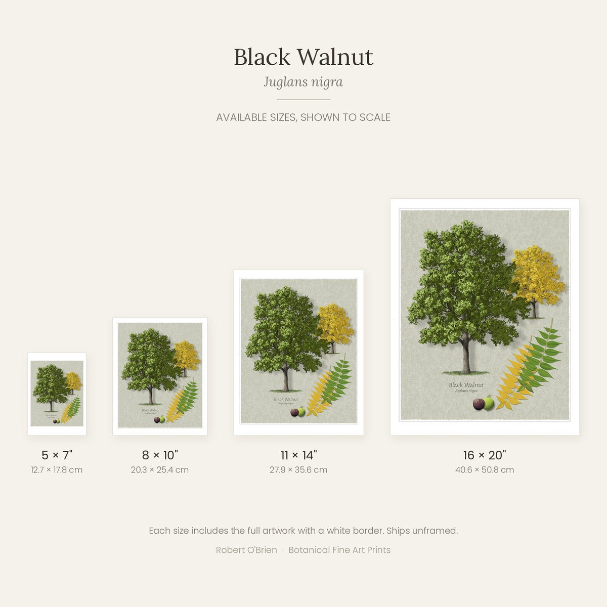Black Walnut print in 5x7, 8x10, 11x14 and 16x20 inch sizes, shown to scale