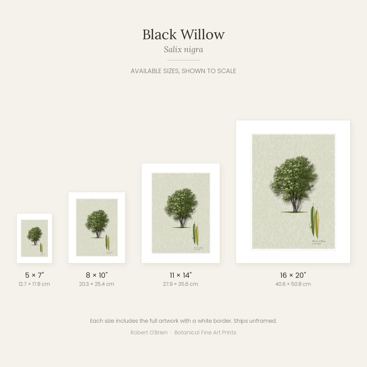 Black Willow print in 5x7, 8x10, 11x14 and 16x20 inch sizes, shown to scale