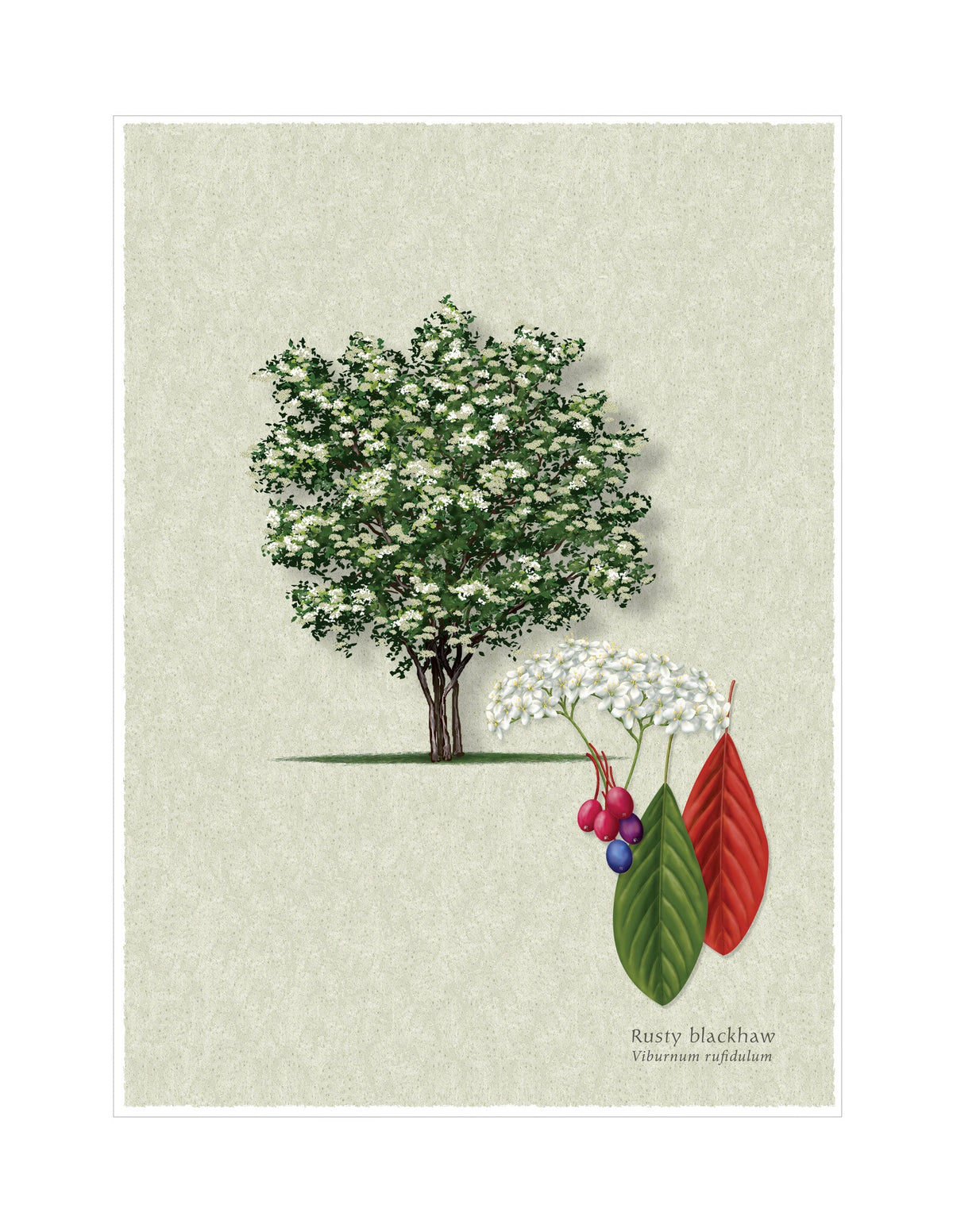 Rusty Blackhaw botanical illustration by Robert O'Brien