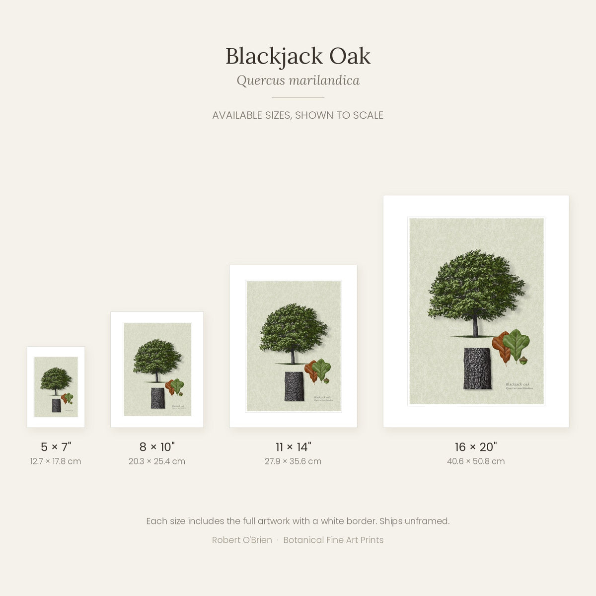Blackjack Oak print in 5x7, 8x10, 11x14 and 16x20 inch sizes, shown to scale