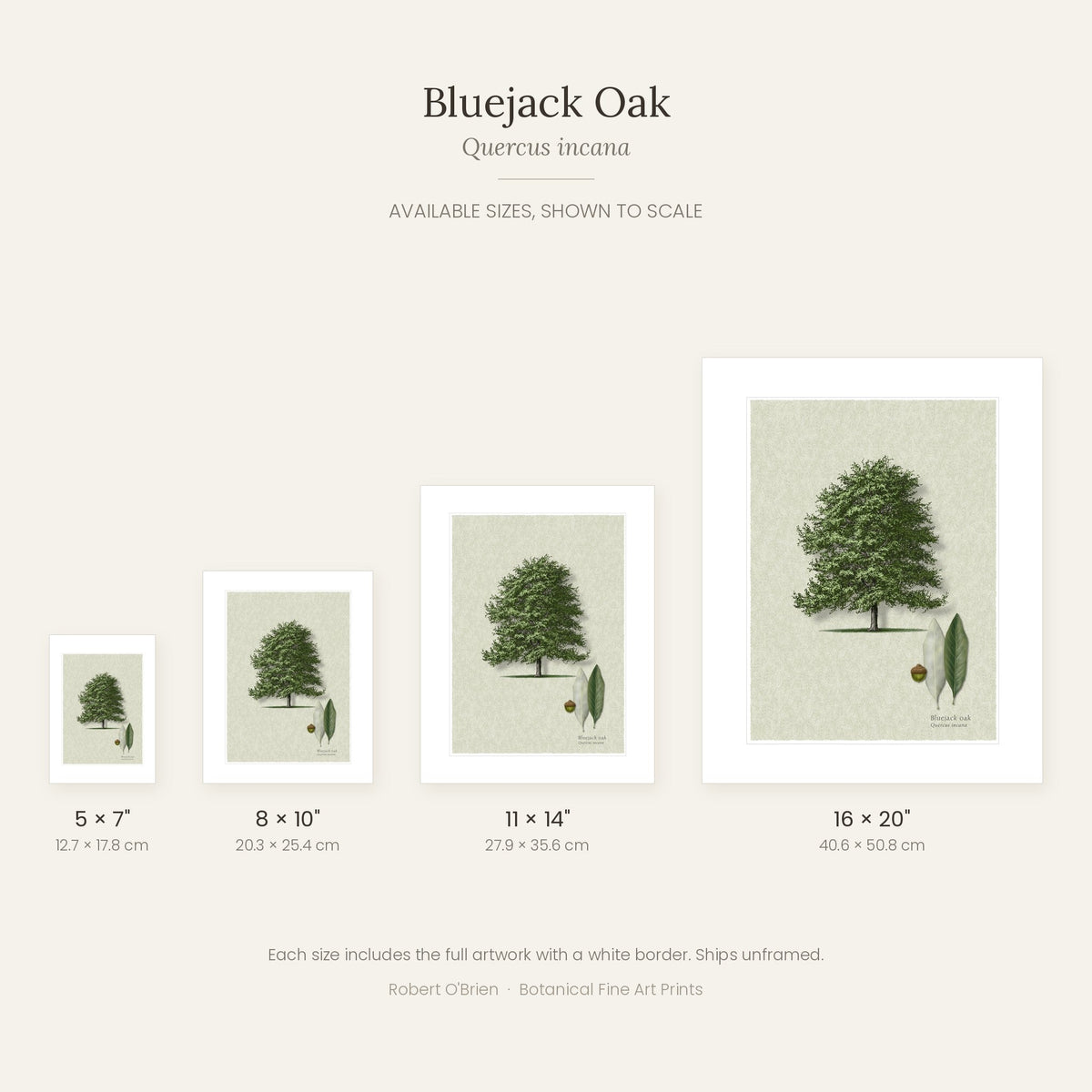 Bluejack Oak print in 5x7, 8x10, 11x14 and 16x20 inch sizes, shown to scale