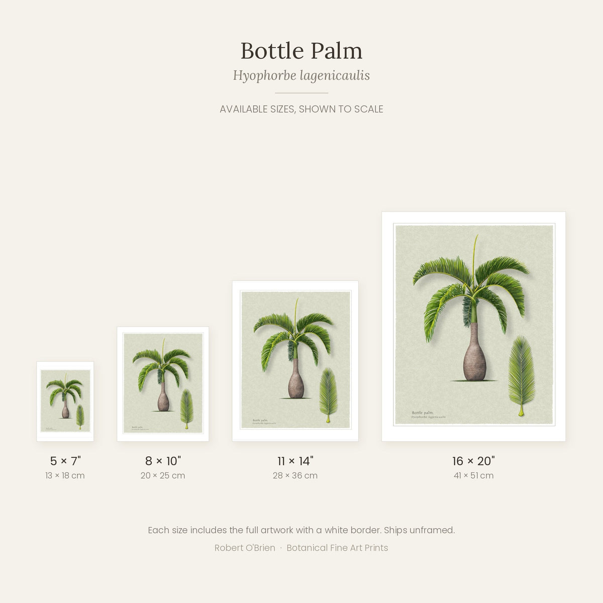 Bottle Palm print available sizes shown to scale