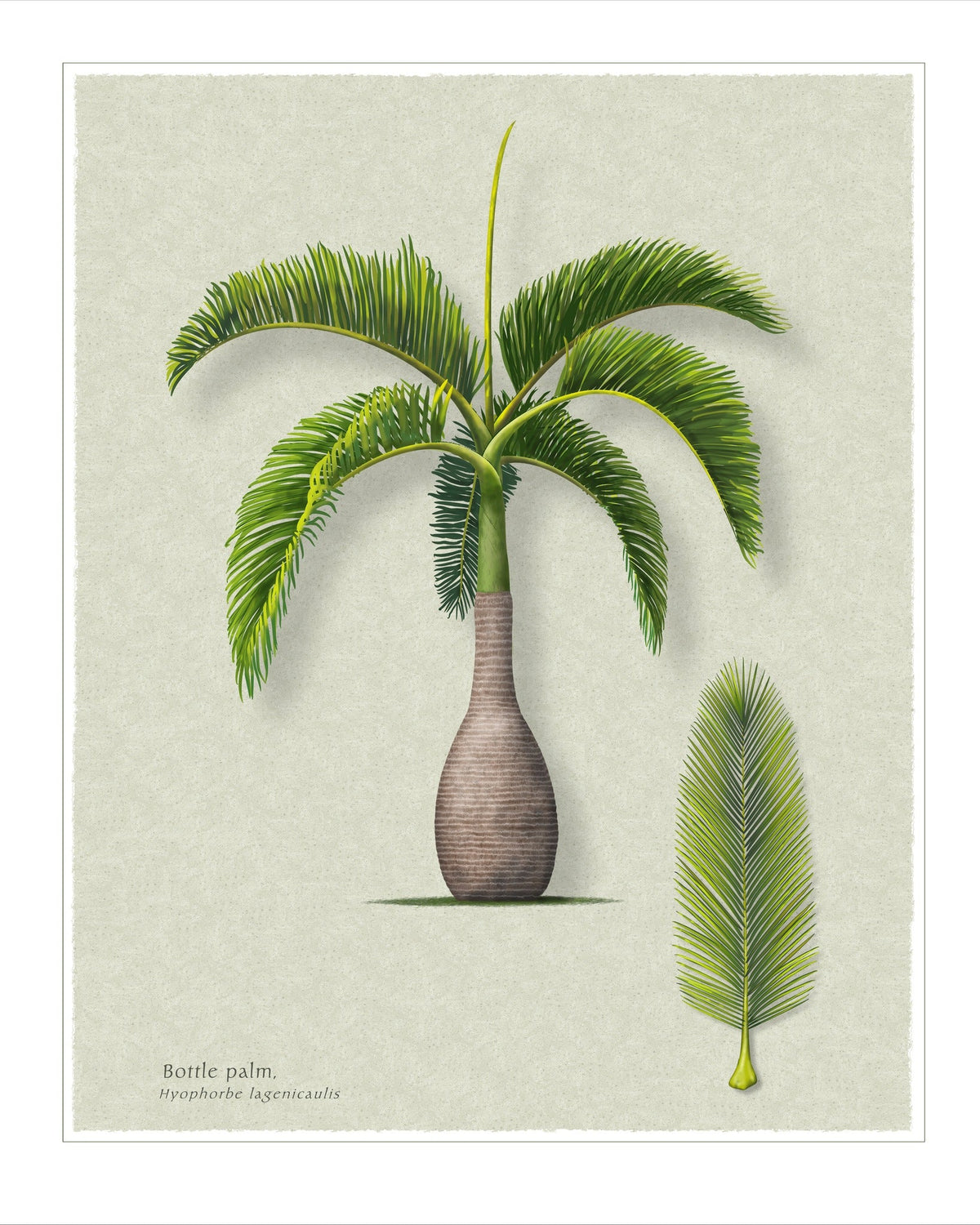 Bottle Palm botanical print by Robert O'Brien