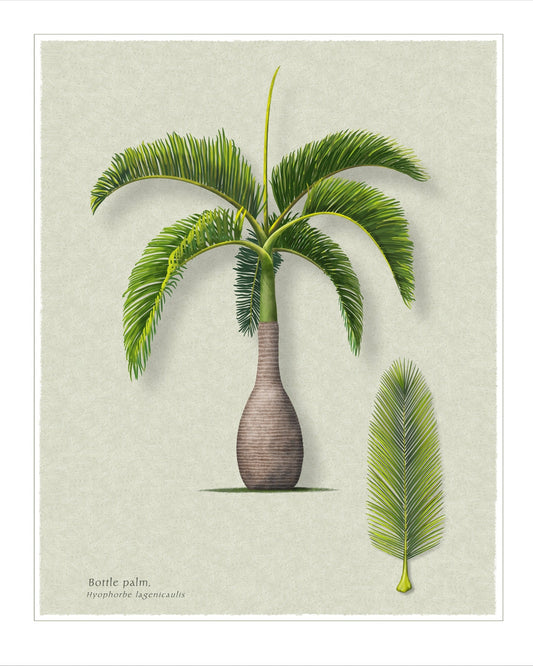 Bottle Palm botanical print by Robert O'Brien