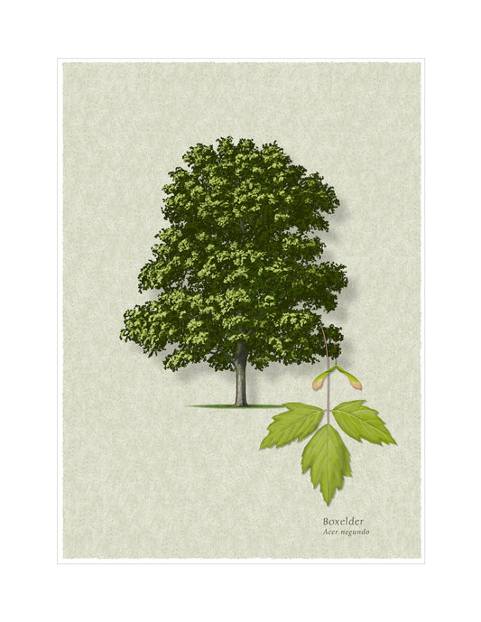 Boxelder botanical illustration by Robert O'Brien