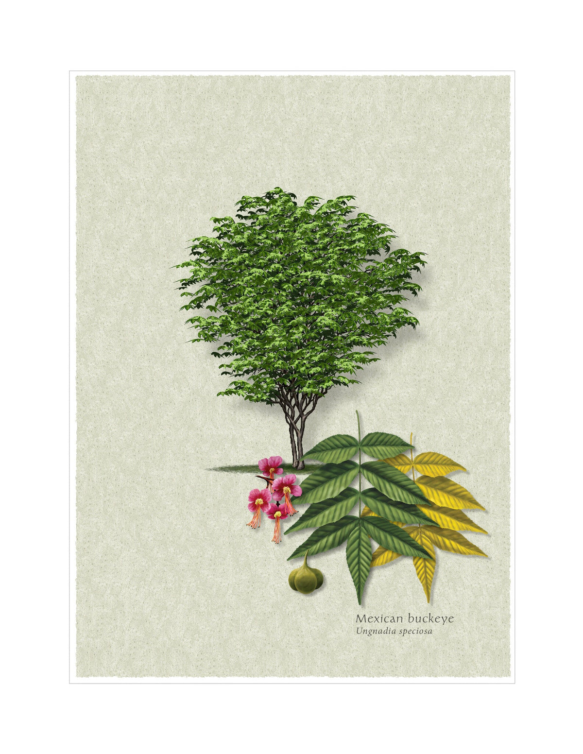 Mexican Buckeye botanical illustration by Robert O'Brien