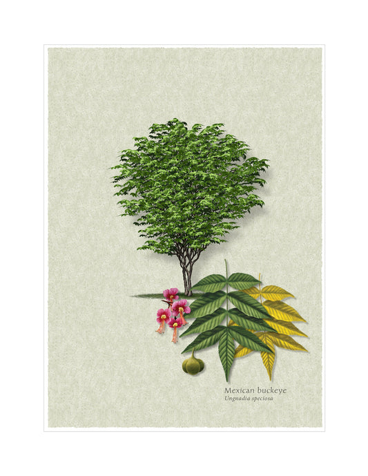 Mexican Buckeye botanical illustration by Robert O'Brien