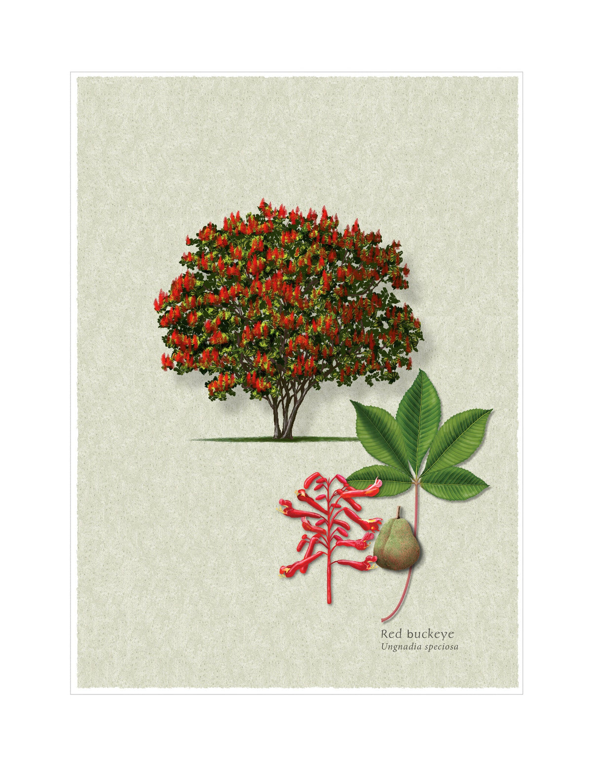 Red Buckeye botanical illustration by Robert O'Brien