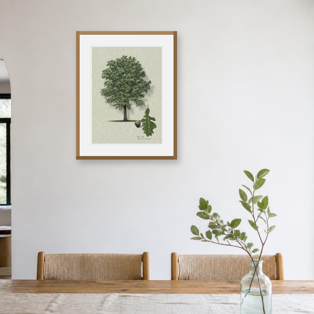 Bur Oak botanical print by Robert O'Brien shown framed on a wall (frame not included)