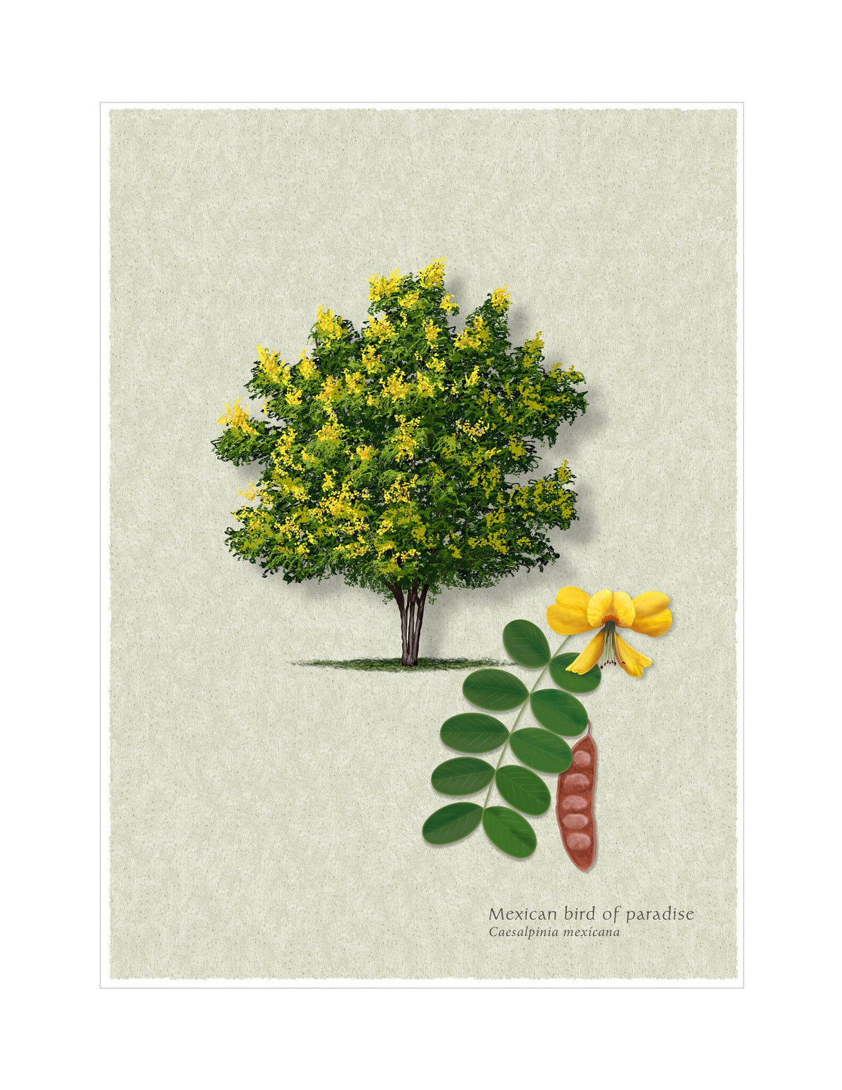 Mexican Poinciana botanical illustration by Robert O'Brien
