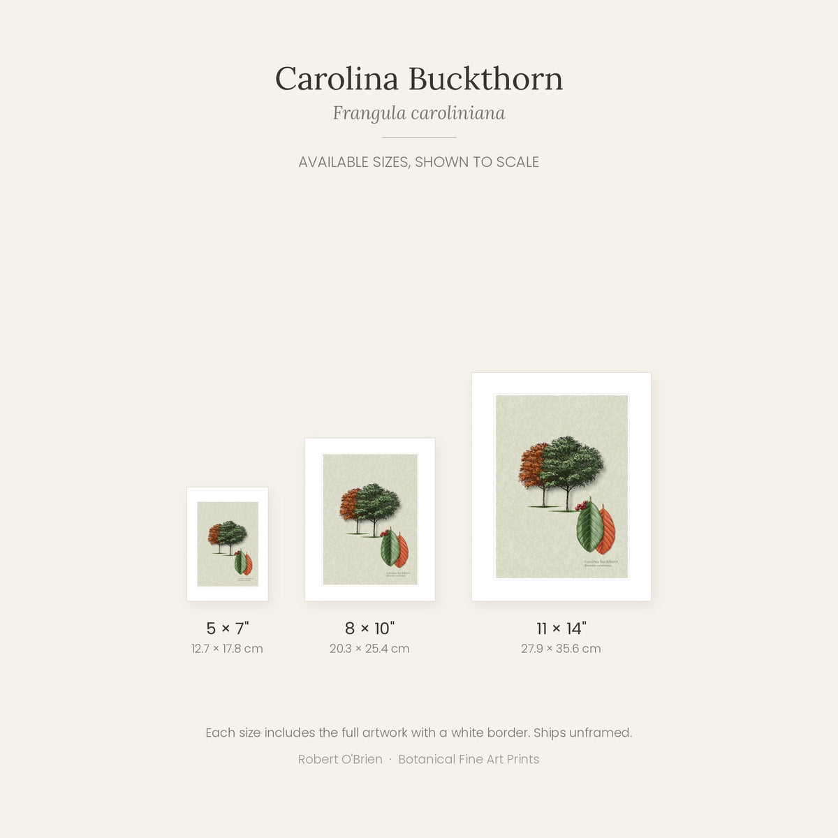 Carolina Buckthorn print in 5x7, 8x10 and 11x14 inch sizes, shown to scale