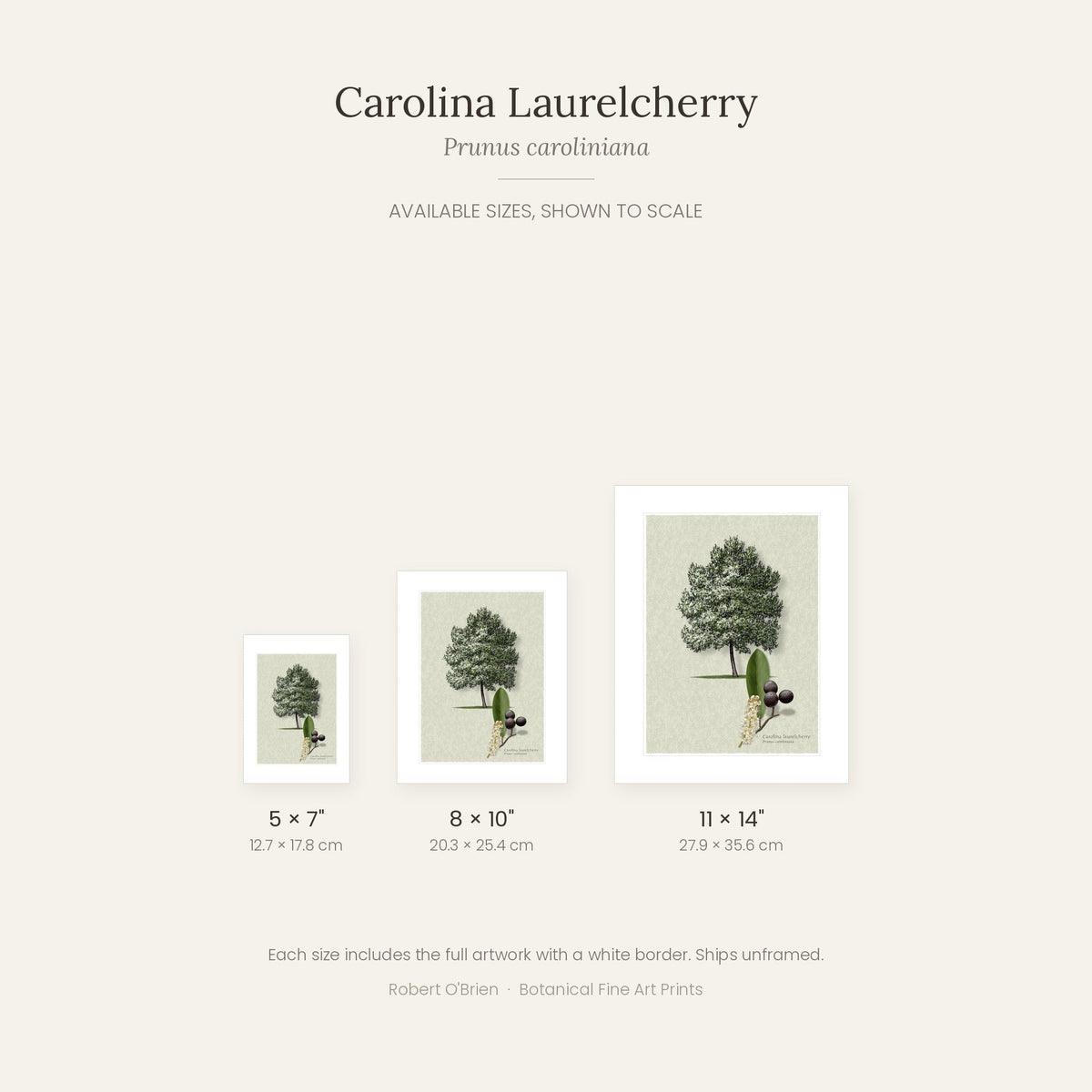 Carolina Laurelcherry print in 5x7, 8x10 and 11x14 inch sizes, shown to scale