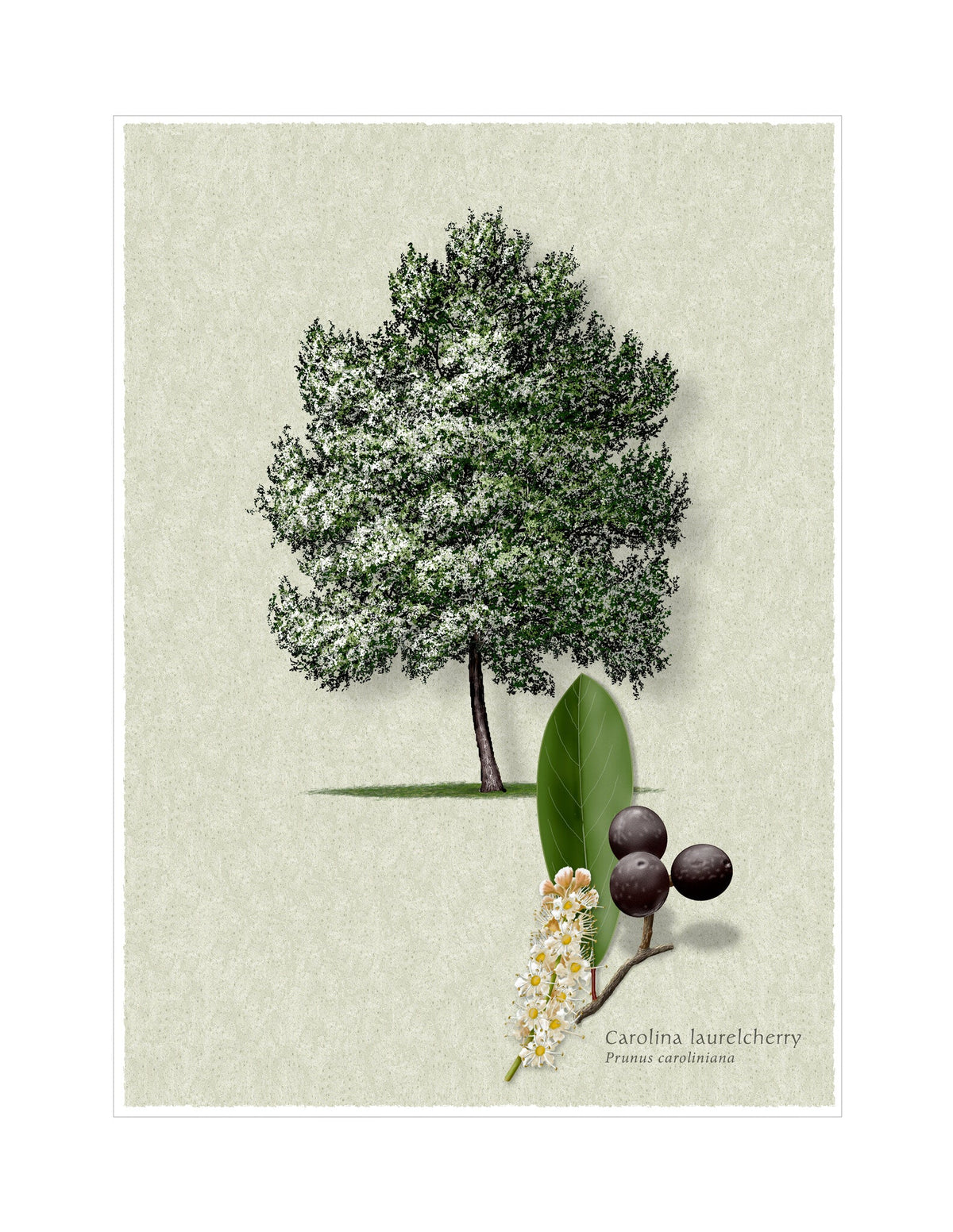 Carolina Laurelcherry botanical illustration by Robert O'Brien