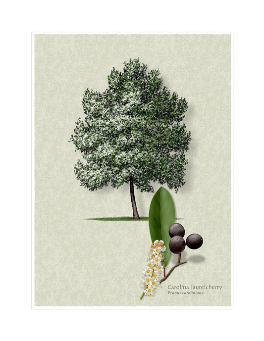 Carolina Laurelcherry botanical illustration by Robert O'Brien