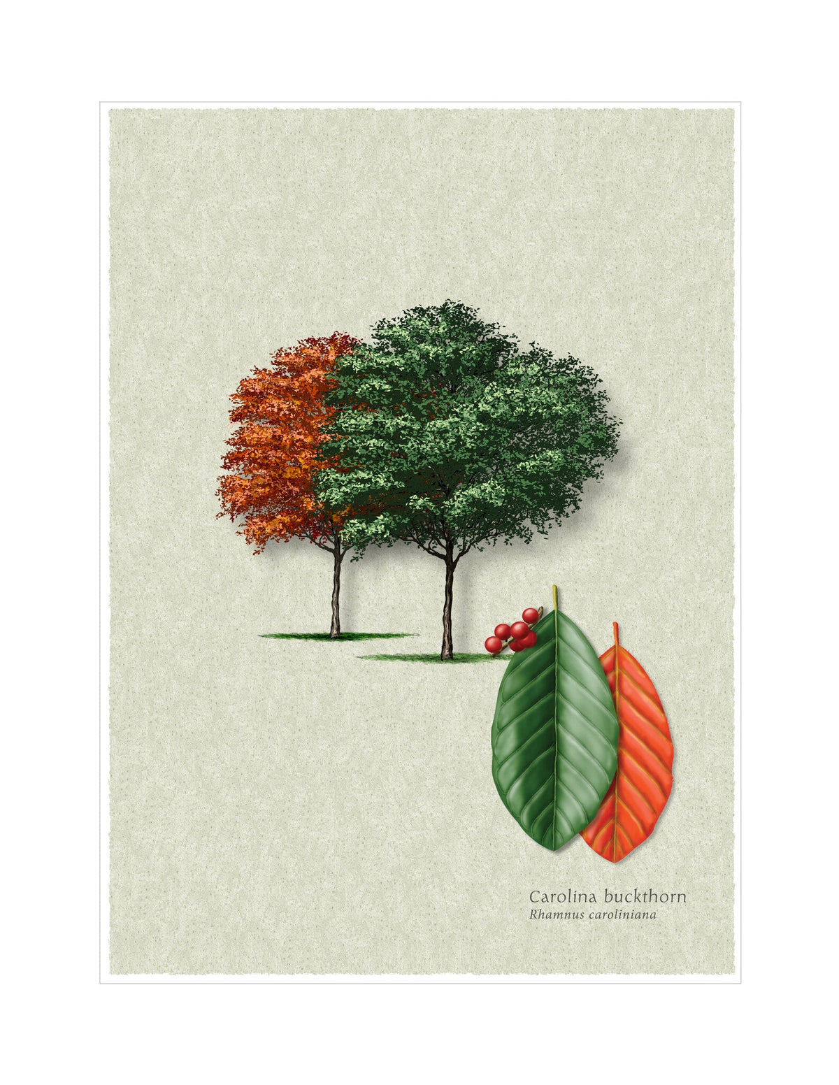 Carolina Buckthorn botanical illustration by Robert O'Brien