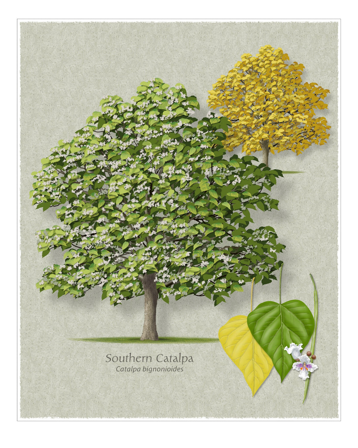 Southern Catalpa botanical illustration by Robert O'Brien