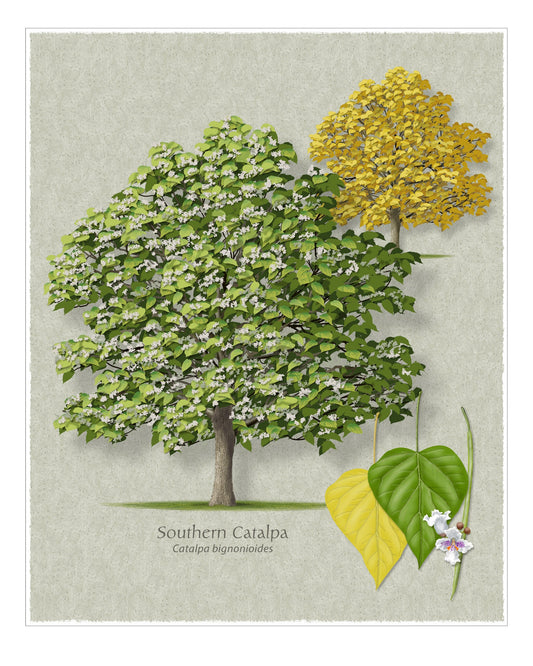 Southern Catalpa botanical illustration by Robert O'Brien