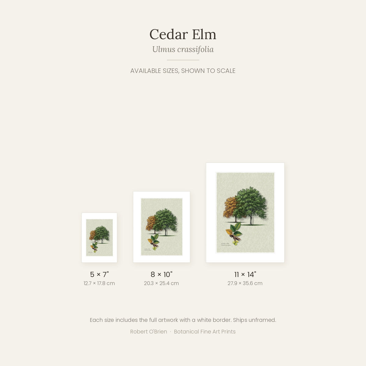Cedar Elm print in 5x7, 8x10 and 11x14 inch sizes, shown to scale