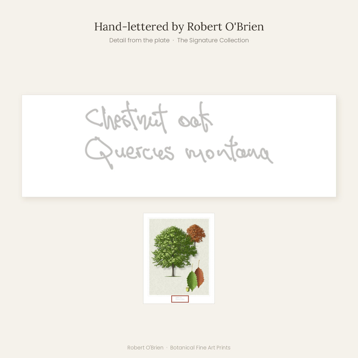 Close-up of Robert O'Brien's hand-lettering on the Chestnut Oak plate