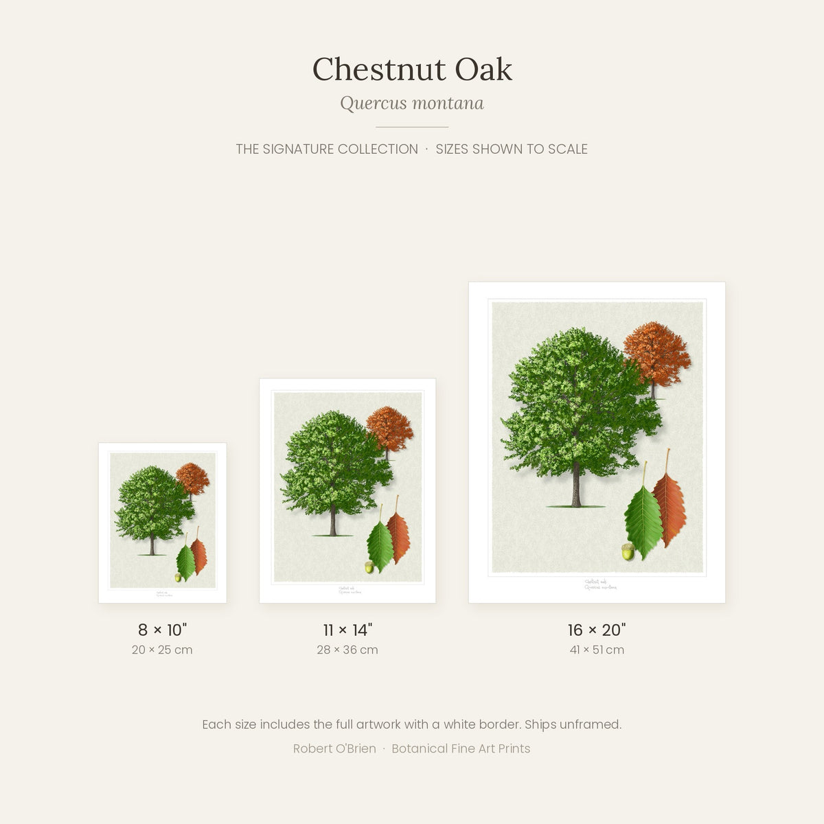 Chestnut Oak Signature print sizes shown to scale