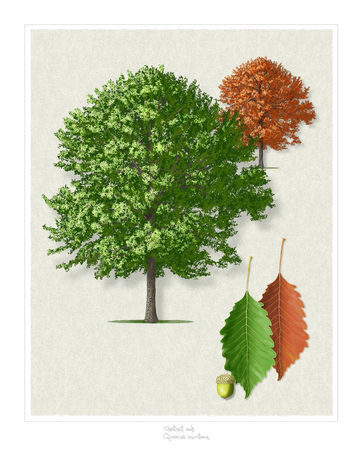 Chestnut Oak Signature botanical print by Robert O'Brien